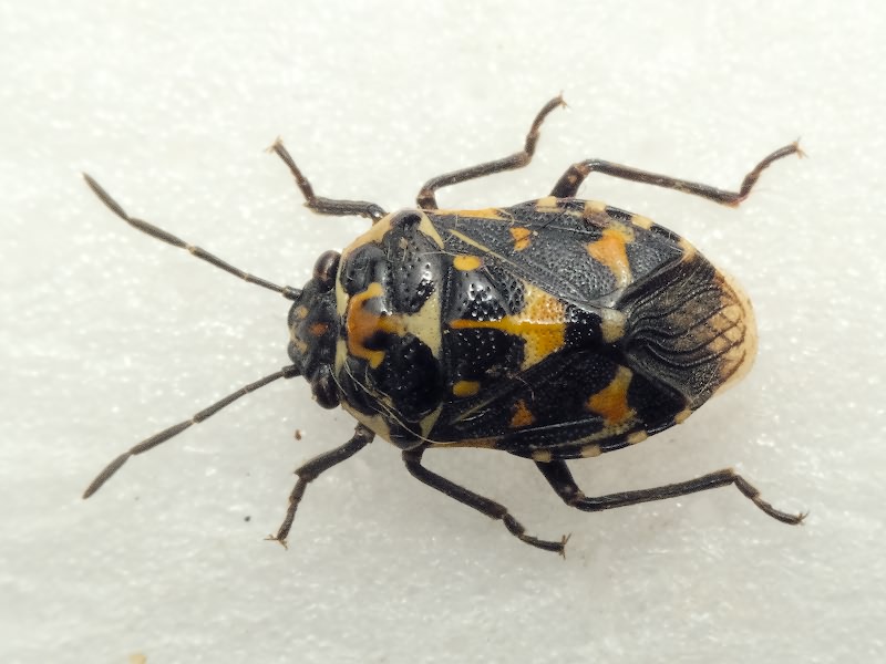 Stenozygum coloratum (Klug, 1845)